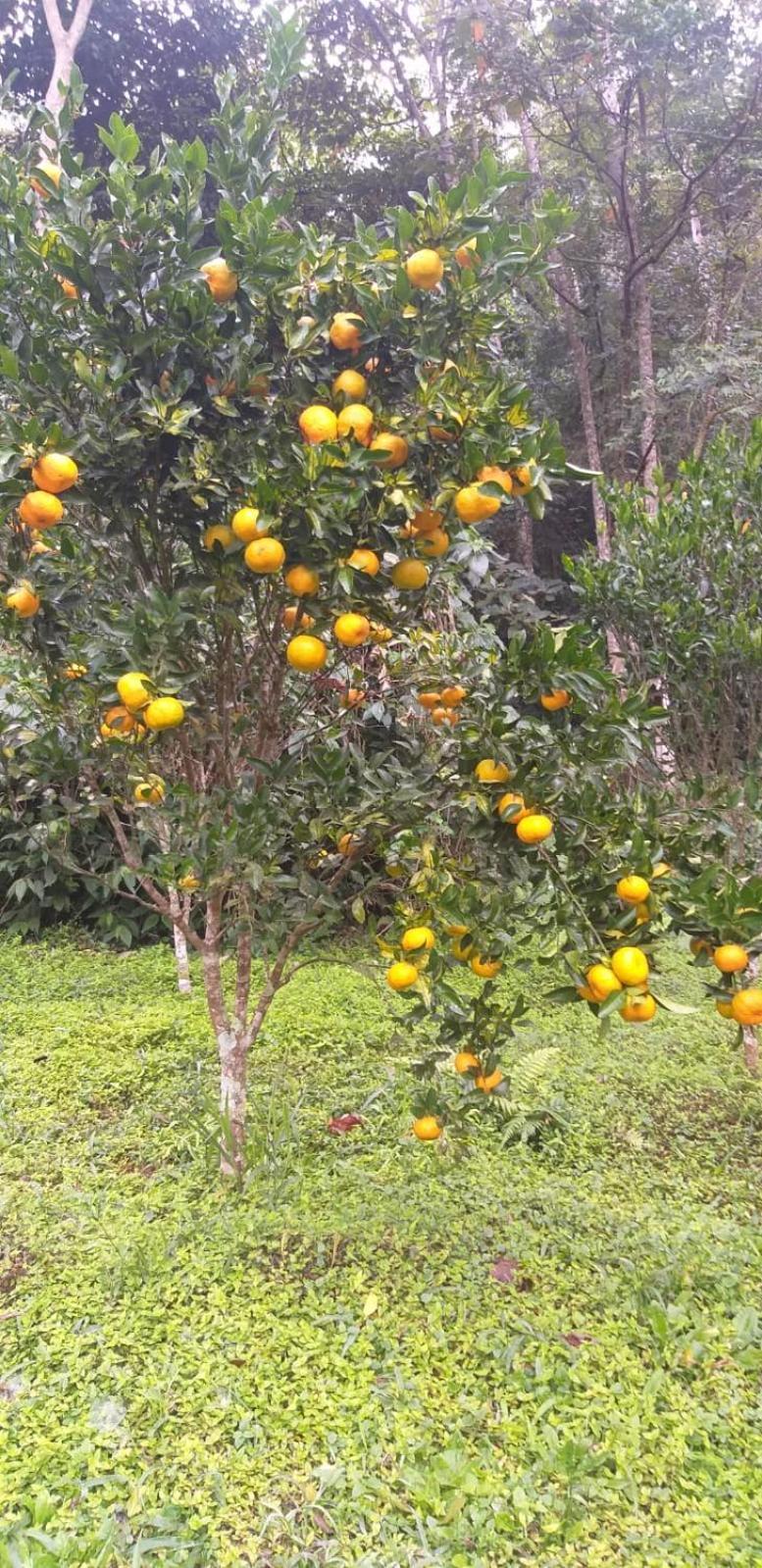 הוילה Petrópolis Fazenda Piloes מראה חיצוני תמונה