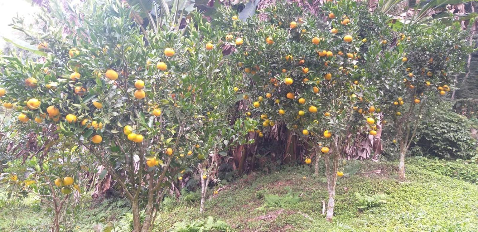 הוילה Petrópolis Fazenda Piloes מראה חיצוני תמונה