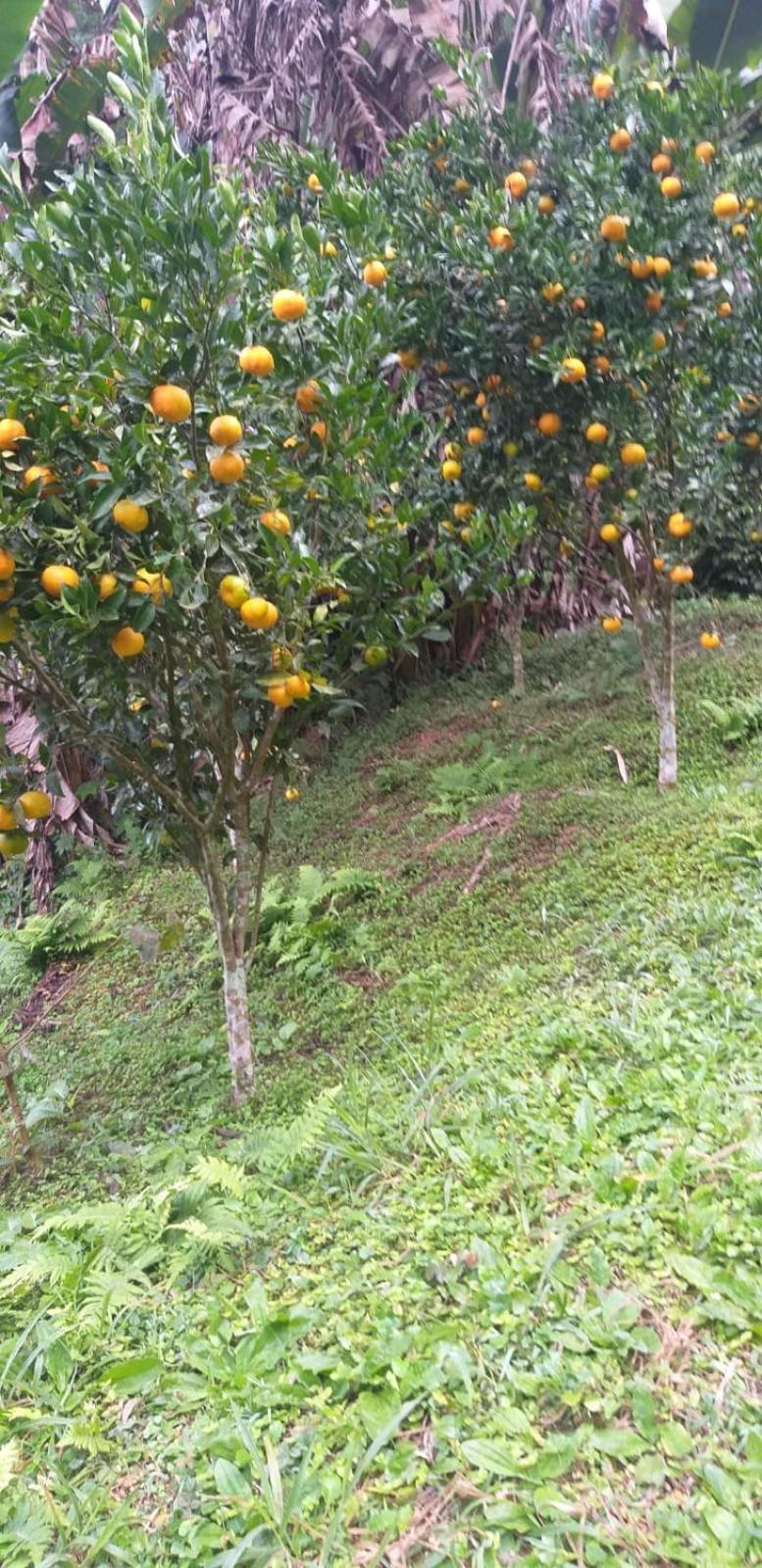 הוילה Petrópolis Fazenda Piloes מראה חיצוני תמונה