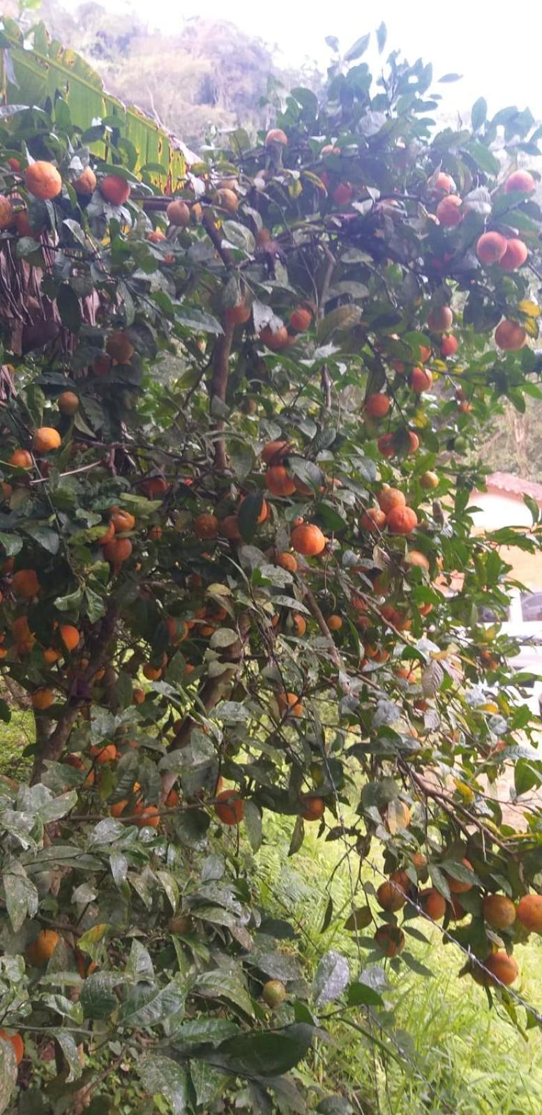 הוילה Petrópolis Fazenda Piloes מראה חיצוני תמונה