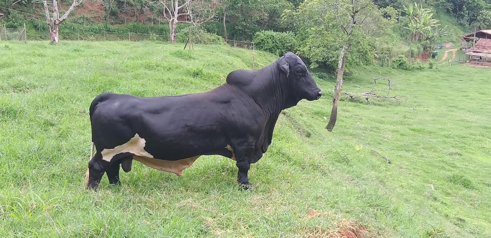 הוילה Petrópolis Fazenda Piloes מראה חיצוני תמונה