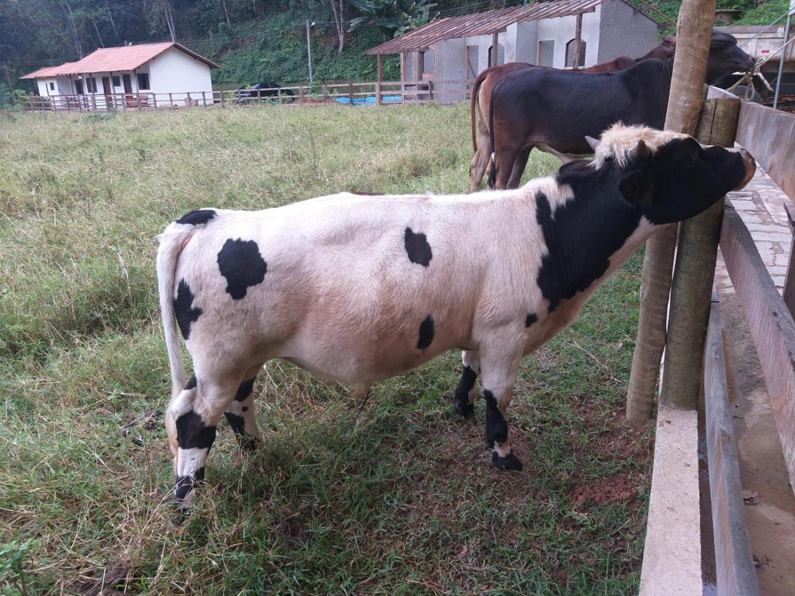 הוילה Petrópolis Fazenda Piloes מראה חיצוני תמונה