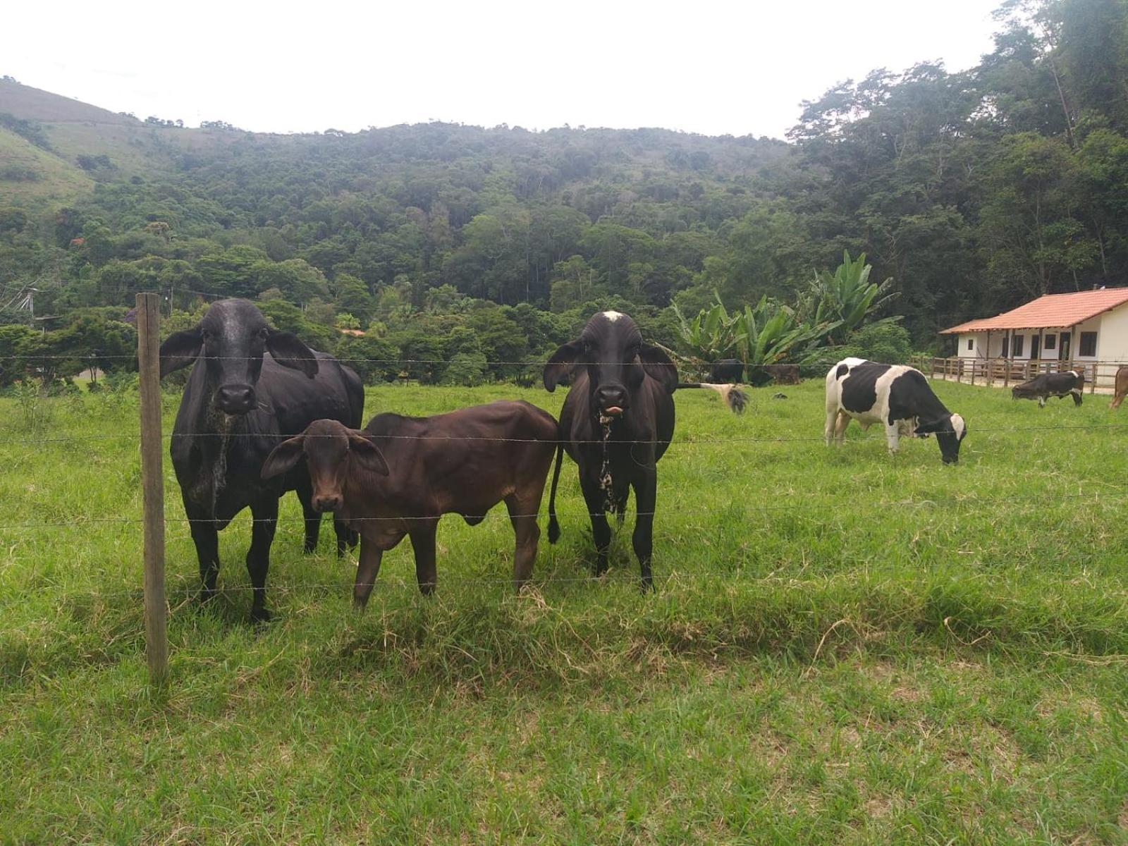 הוילה Petrópolis Fazenda Piloes מראה חיצוני תמונה