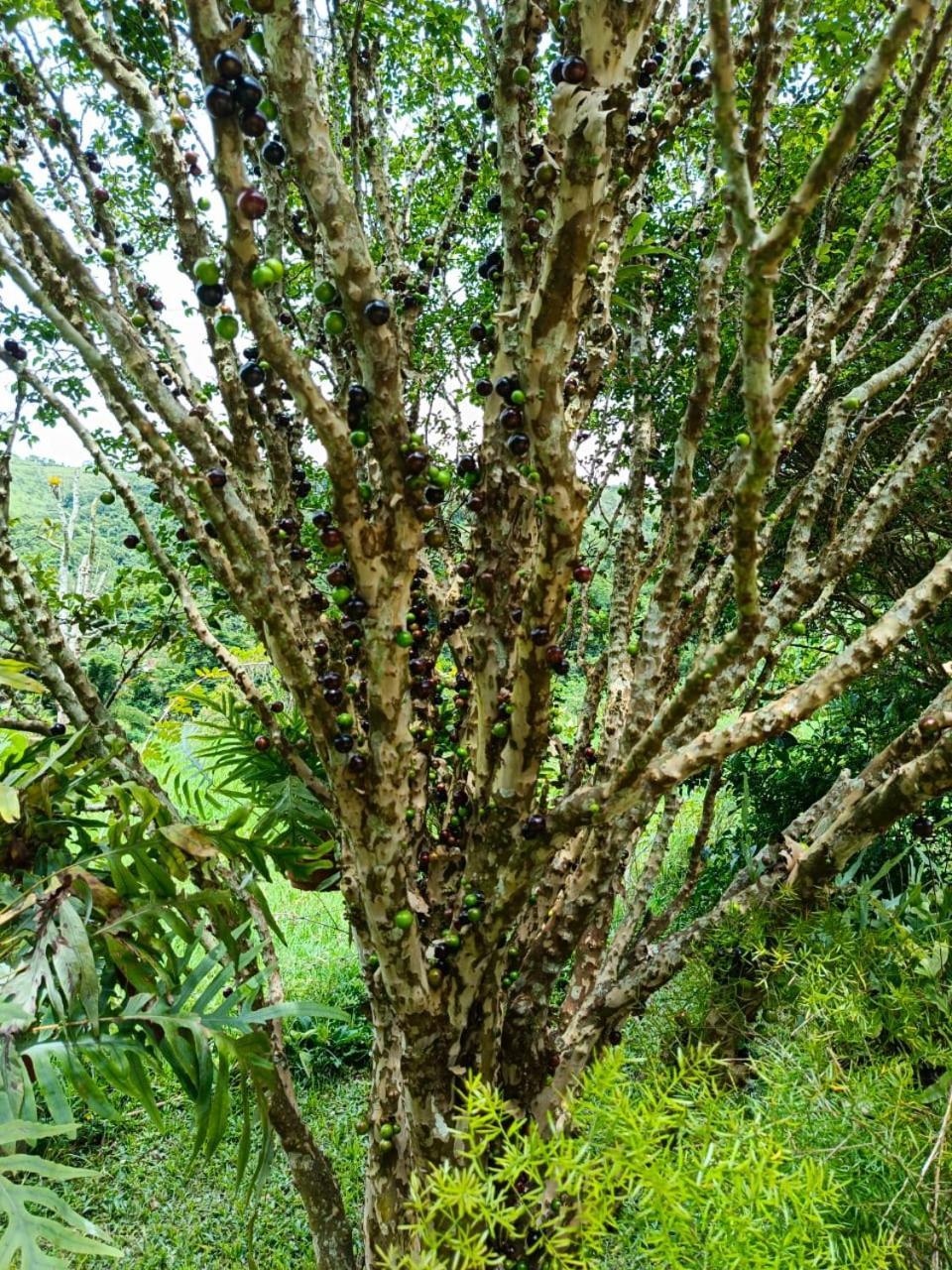 הוילה Petrópolis Fazenda Piloes מראה חיצוני תמונה